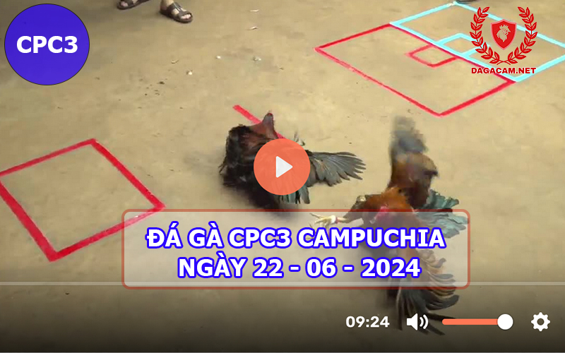 Video đá gà CPC3 ngày 22-06-2024