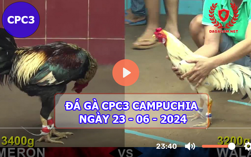 Video đá gà CPC3 ngày 23-06-2024