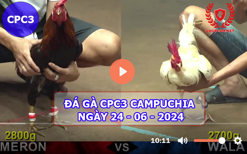 Video đá gà CPC3 ngày 24-06-2024