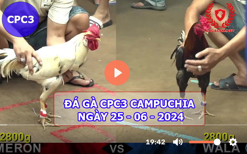 Video đá gà CPC3 ngày 25-06-2024