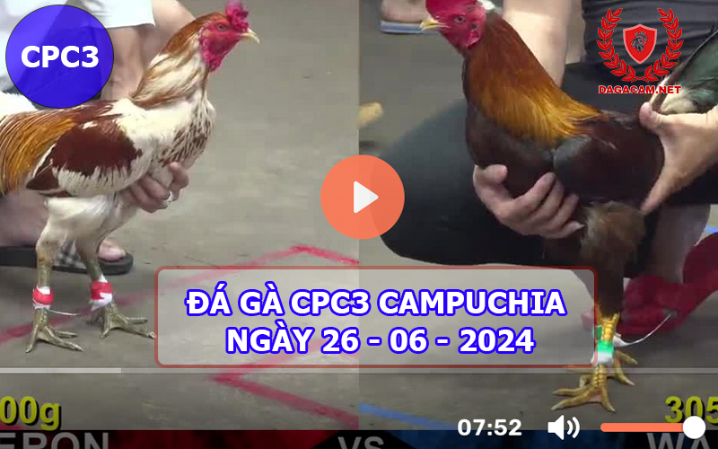 Video đá gà CPC3 ngày 26-06-2024