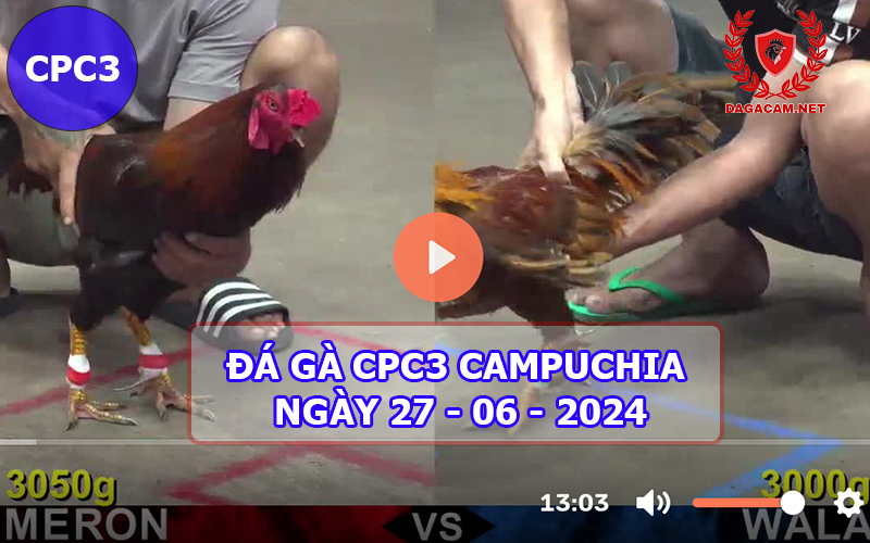 Video đá gà CPC3 ngày 27-06-2024