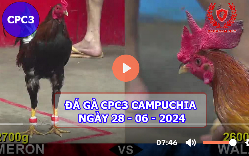 Video đá gà CPC3 ngày 28-06-2024