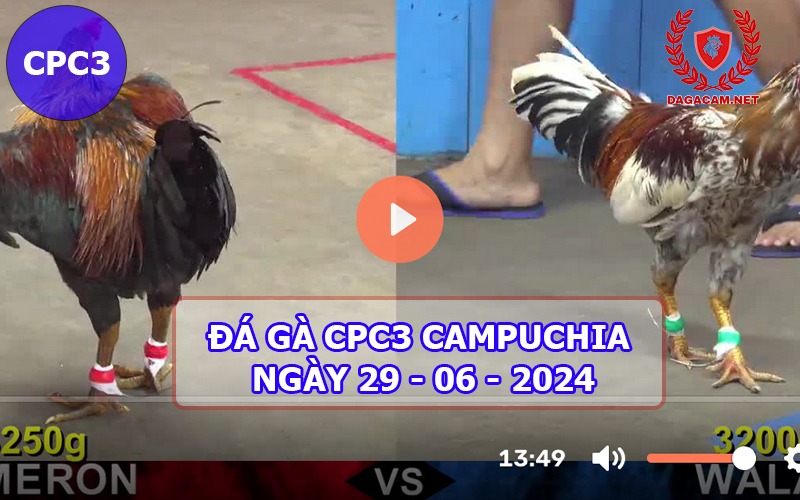 Video đá gà CPC3 ngày 29-06-2024