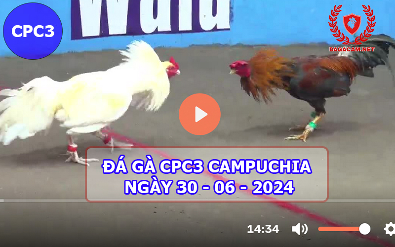 Video đá gà CPC3 ngày 30-06-2024