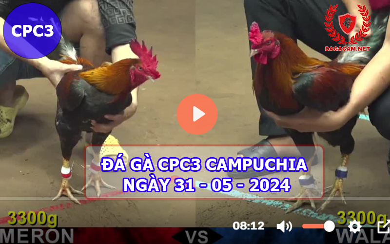 Video đá gà CPC3 ngày 31-05-2024