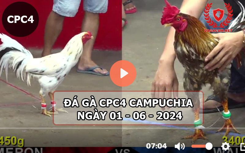 Video đá gà CPC4 ngày 01-06-2024