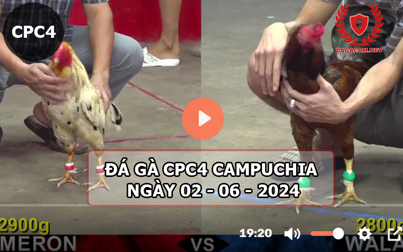 Video đá gà CPC4 ngày 02-06-2024