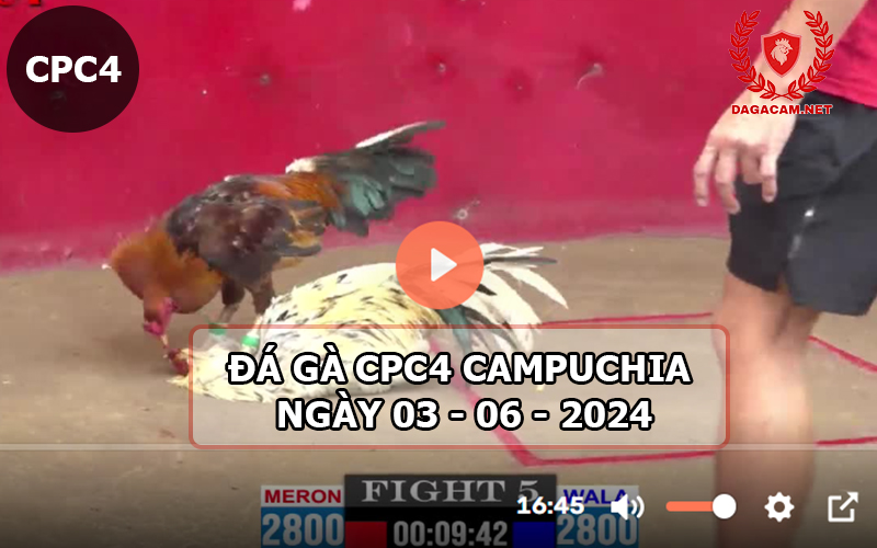 Video đá gà CPC4 ngày 03-06-2024