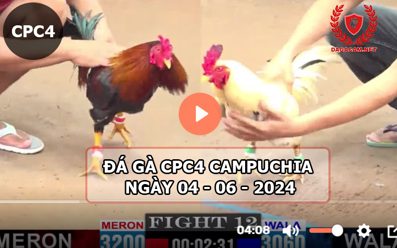 Video đá gà CPC4 ngày 04-06-2024