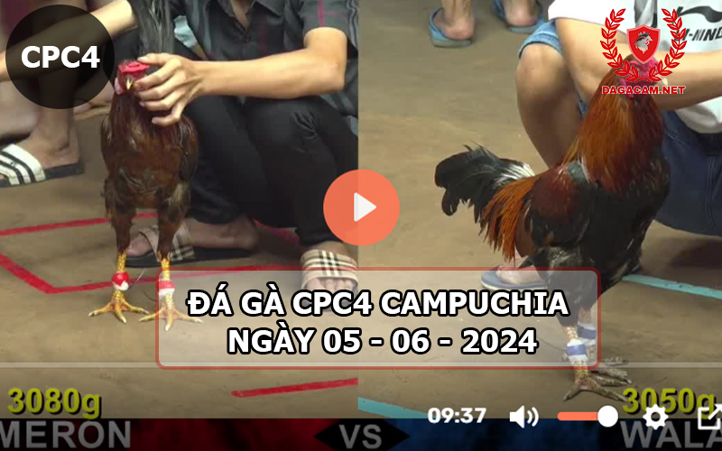 Video đá gà CPC4 ngày 05-06-2024