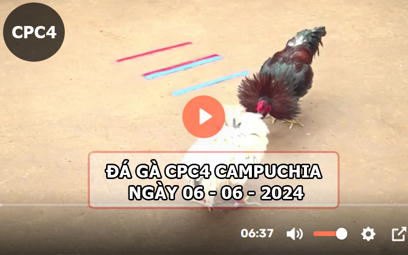 Video đá gà CPC4 ngày 06-06-2024