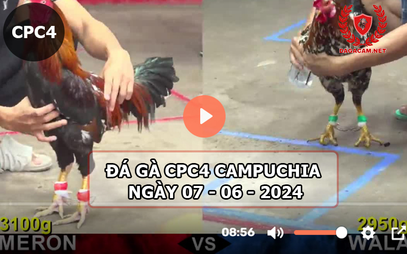 Video đá gà CPC4 ngày 07-06-2024