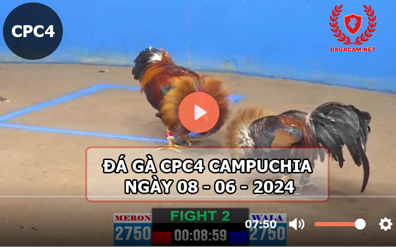 Video đá gà CPC4 ngày 08-06-2024