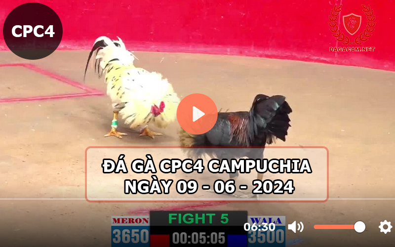 Video đá gà CPC4 ngày 09-06-2024