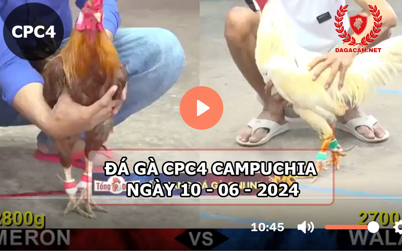 Video đá gà CPC4 ngày 10-06-2024