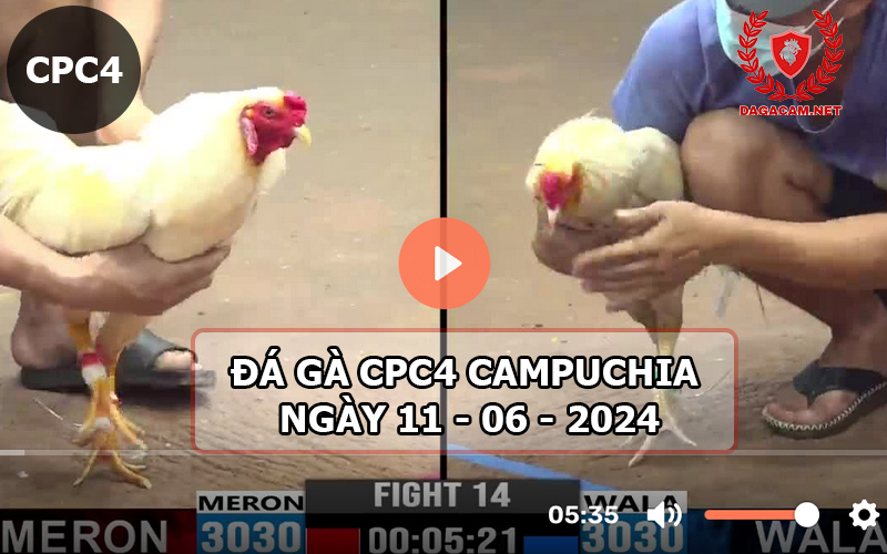 Video đá gà CPC4 ngày 11-06-2024