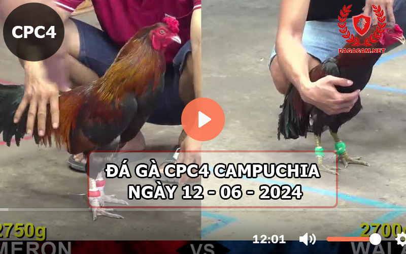 Video đá gà CPC4 ngày 12-06-2024