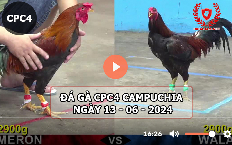 Video đá gà CPC4 ngày 13-06-2024