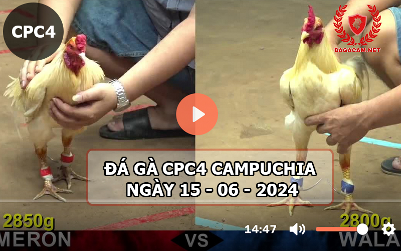 Video đá gà CPC4 ngày 15-06-2024