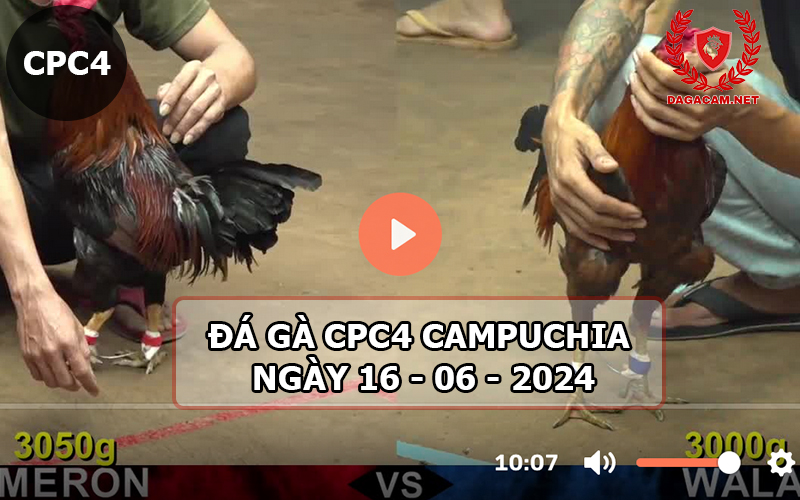 Video đá gà CPC4 ngày 16-06-2024