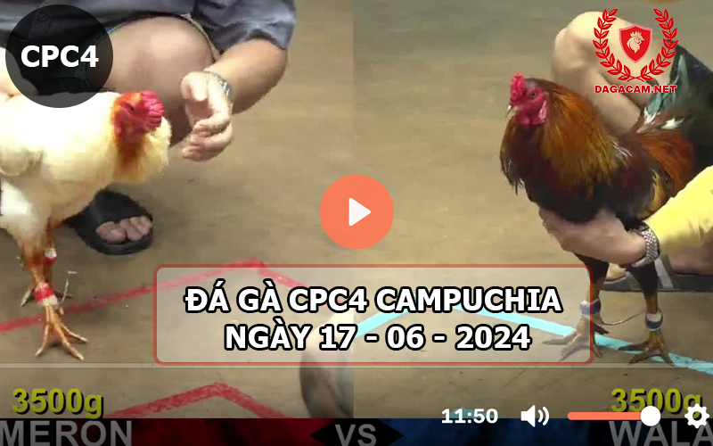 Video đá gà CPC4 ngày 17-06-2024