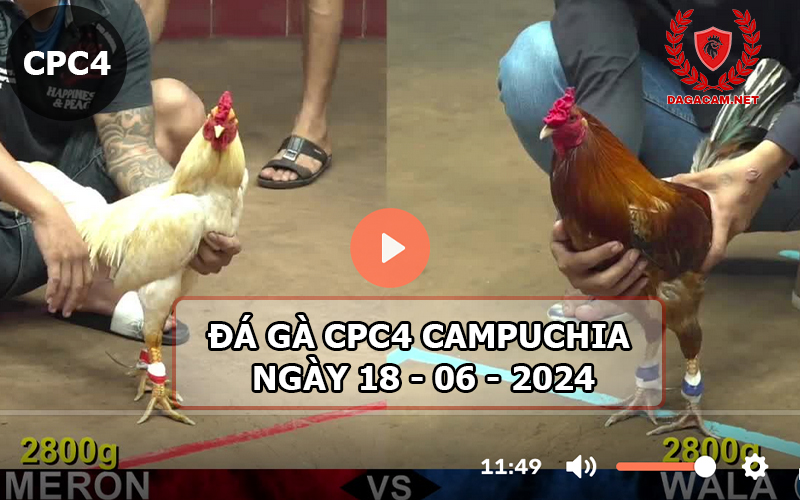 Video đá gà CPC4 ngày 18-06-2024