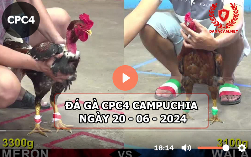 Video đá gà CPC4 ngày 20-06-2024