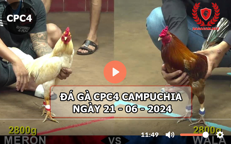 Video đá gà CPC4 ngày 21-06-2024