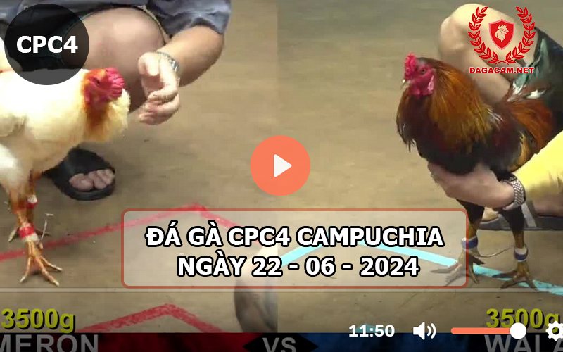  Video đá gà CPC4 ngày 22-06-2024