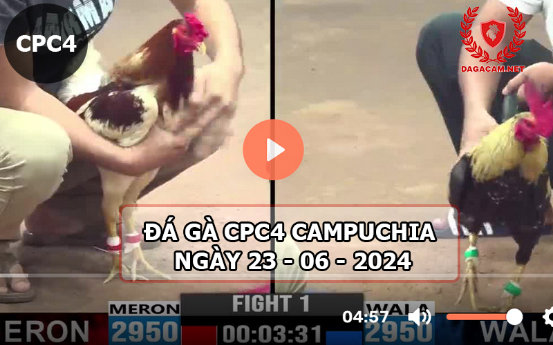 Video đá gà CPC4 ngày 23-06-2024