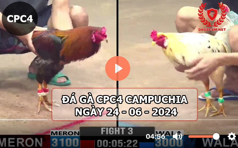 Video đá gà CPC4 ngày 24-06-2024