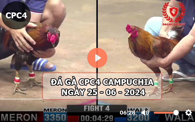 Video đá gà CPC4 ngày 25-06-2024