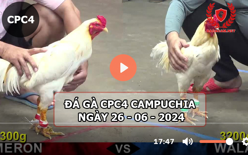  Video đá gà CPC4 ngày 26-06-2024