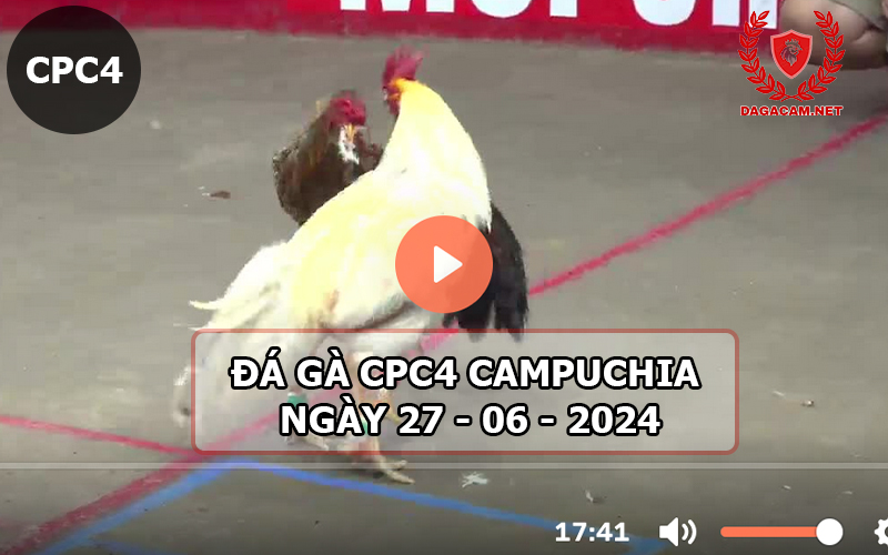 Video đá gà CPC4 ngày 27-06-2024