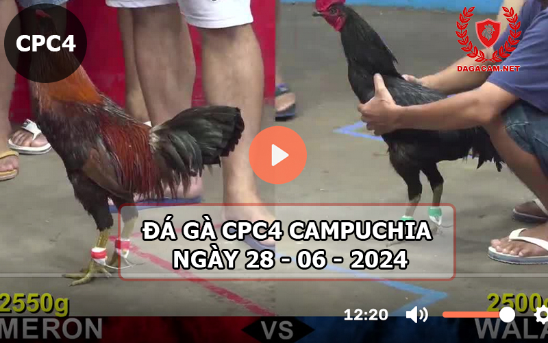 Video đá gà CPC4 ngày 28-06-2024