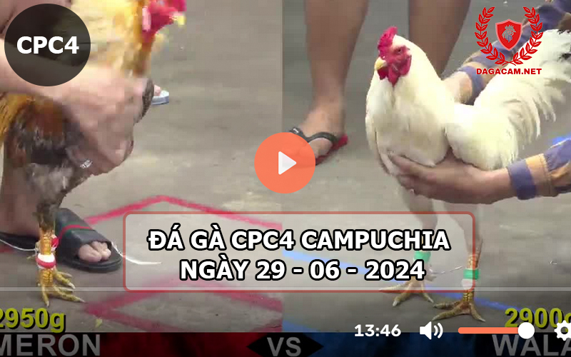 Video đá gà CPC4 ngày 29-06-2024