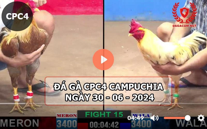 Video đá gà CPC4 ngày 30-06-2024