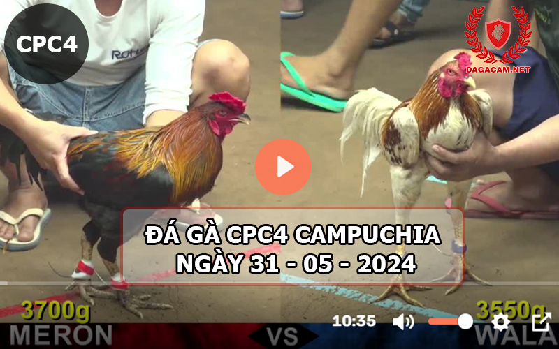 Video đá gà CPC4 ngày 31-05-2024