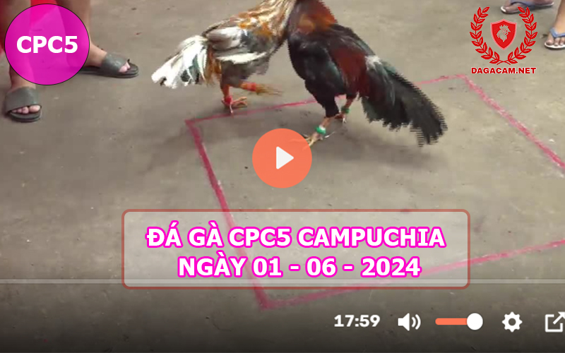 Video đá gà CPC5 ngày 01-06-2024