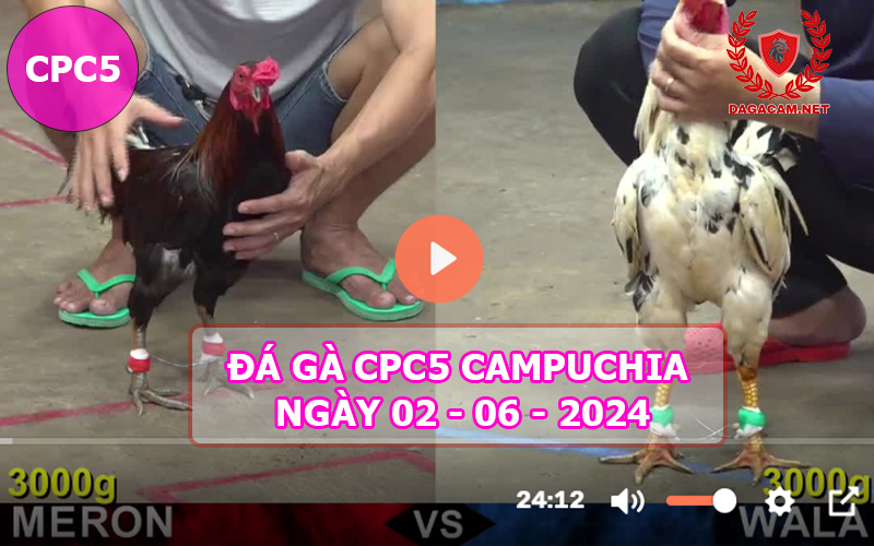 Video đá gà CPC5 ngày 02-06-2024