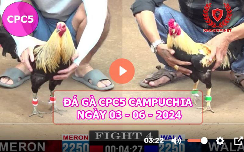 Video đá gà CPC5 ngày 03-06-2024