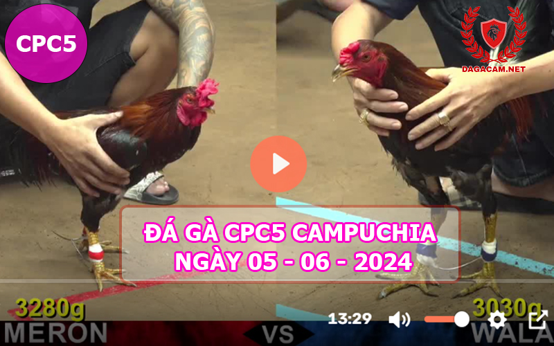 Video đá gà CPC5 ngày 05-06-2024