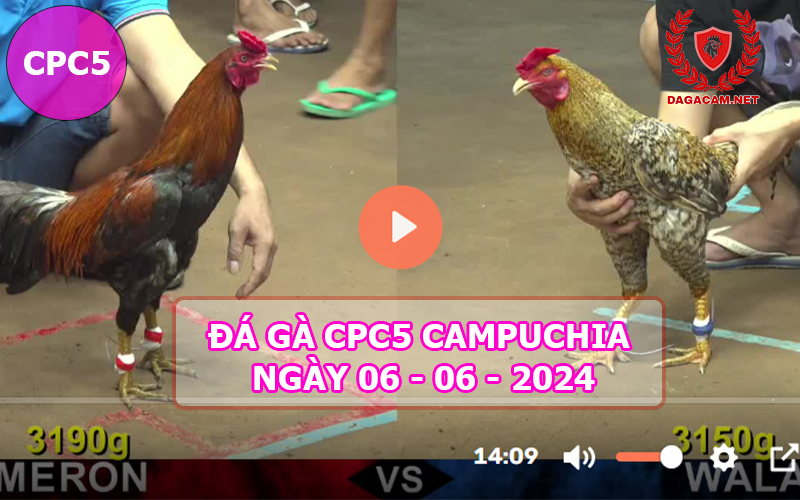 Video đá gà CPC5 ngày 06-06-2024