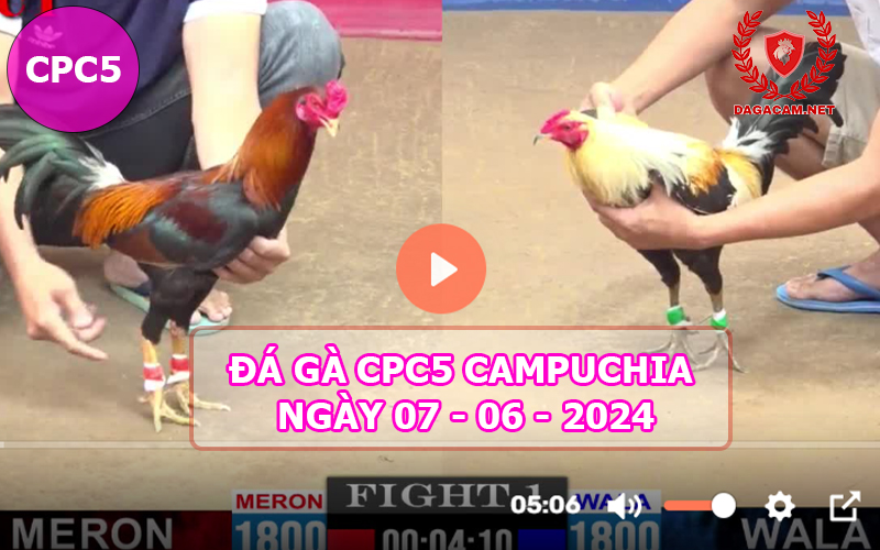 Video đá gà CPC5 ngày 07-06-2024