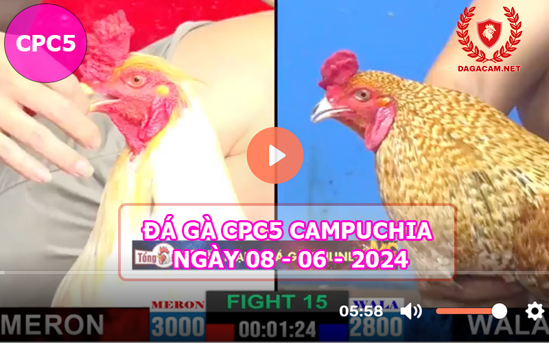 Video đá gà CPC5 ngày 08-06-2024