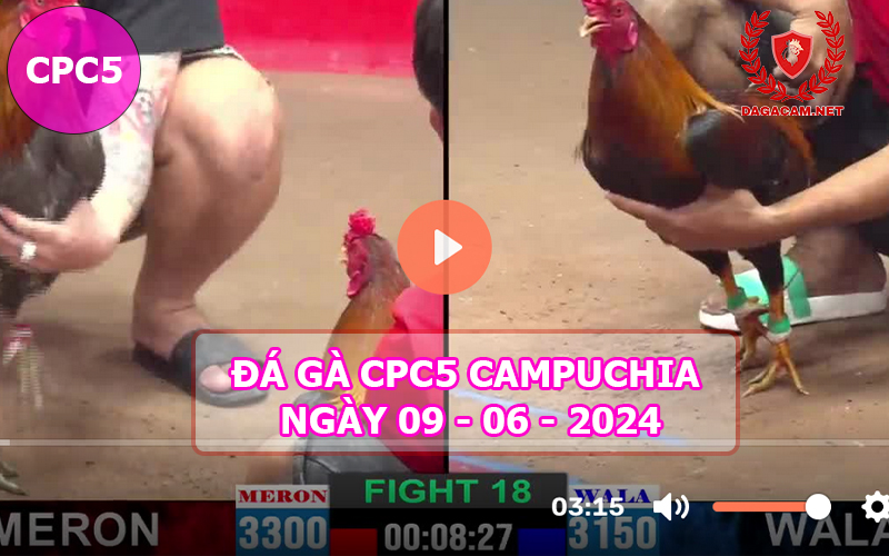 Video đá gà CPC5 ngày 09-06-2024