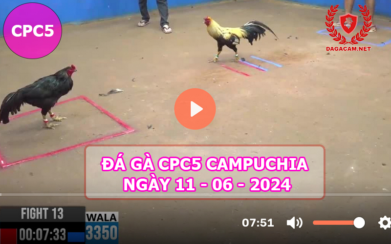 Video đá gà CPC5 ngày 11-06-2024