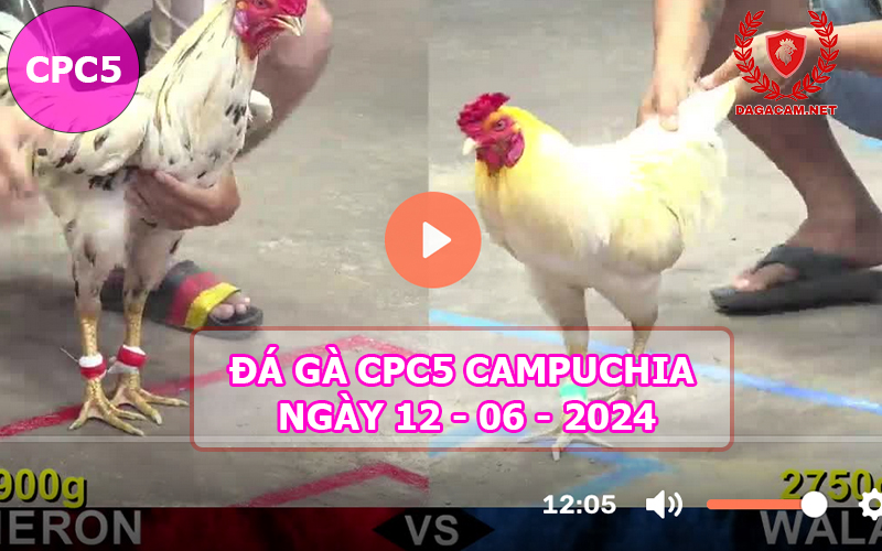 Video đá gà CPC5 ngày 12-06-2024