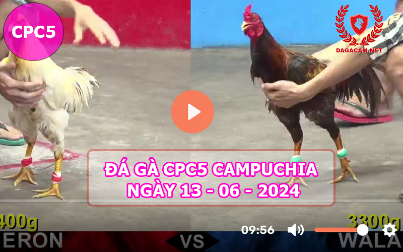 Video đá gà CPC5 ngày 13-06-2024